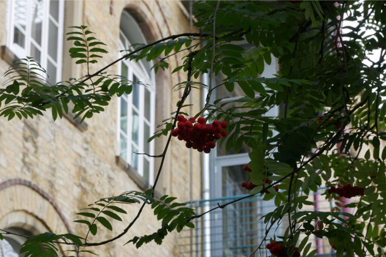 Rote Vogelbeeren an einem Zweig im Vordergrund vor der unscharfen Sandsteinfassade der VHS.