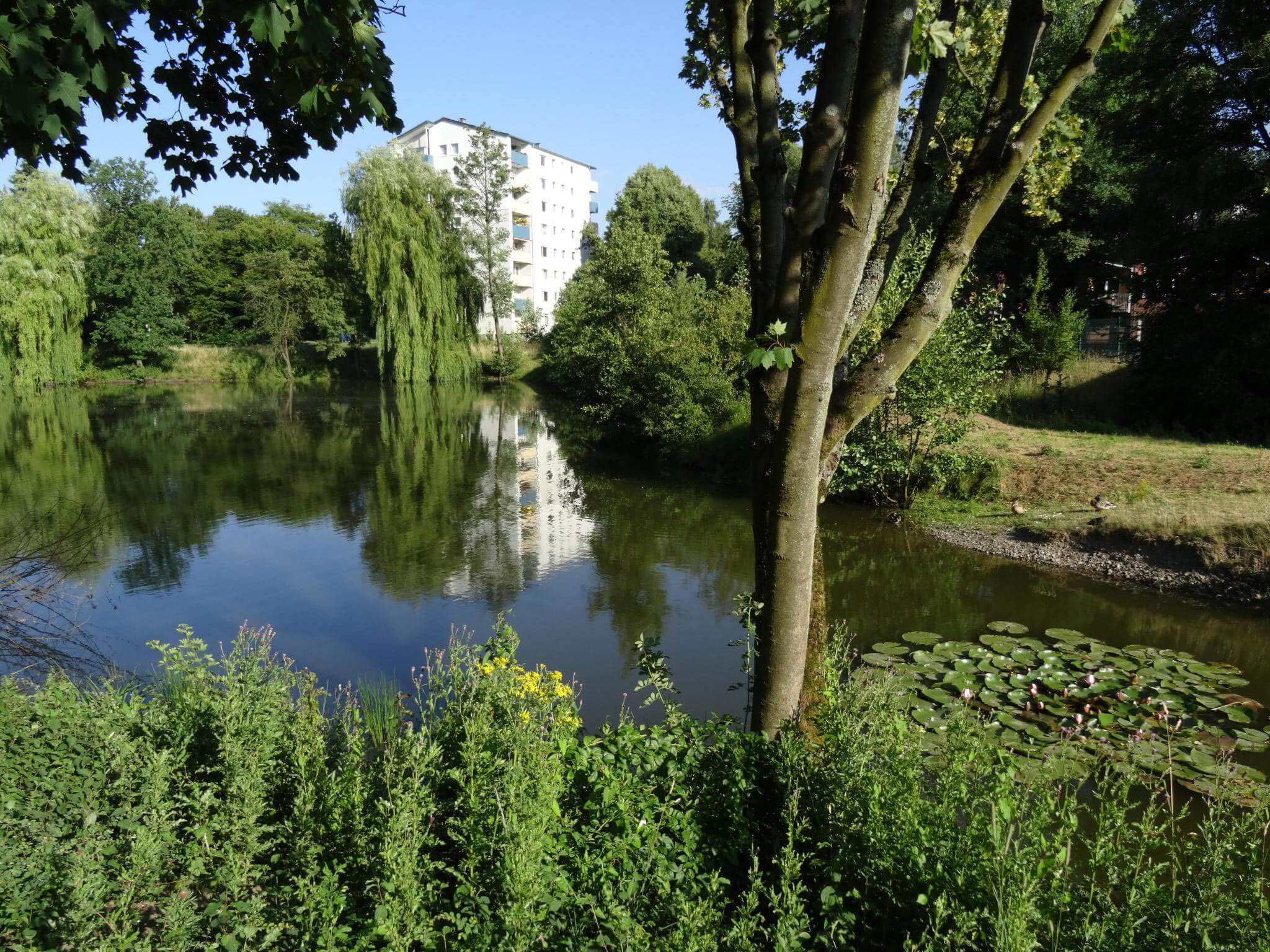 Kleiner Teich mit Seerosen und Enten, umgeben von Bäumen und einem hellen Mehrfamilienhaus im Hintergrund.