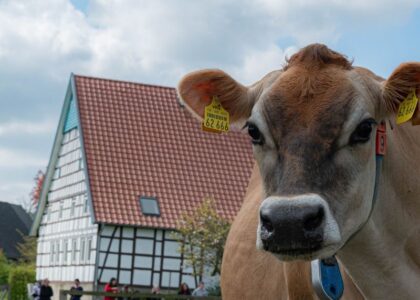 Alt-Text: Braunes Rind mit Ohrmarken schaut nah in die Kamera, im Hintergrund steht ein Fachwerkbauernhaus mit Reet- oder Ziegeldach.