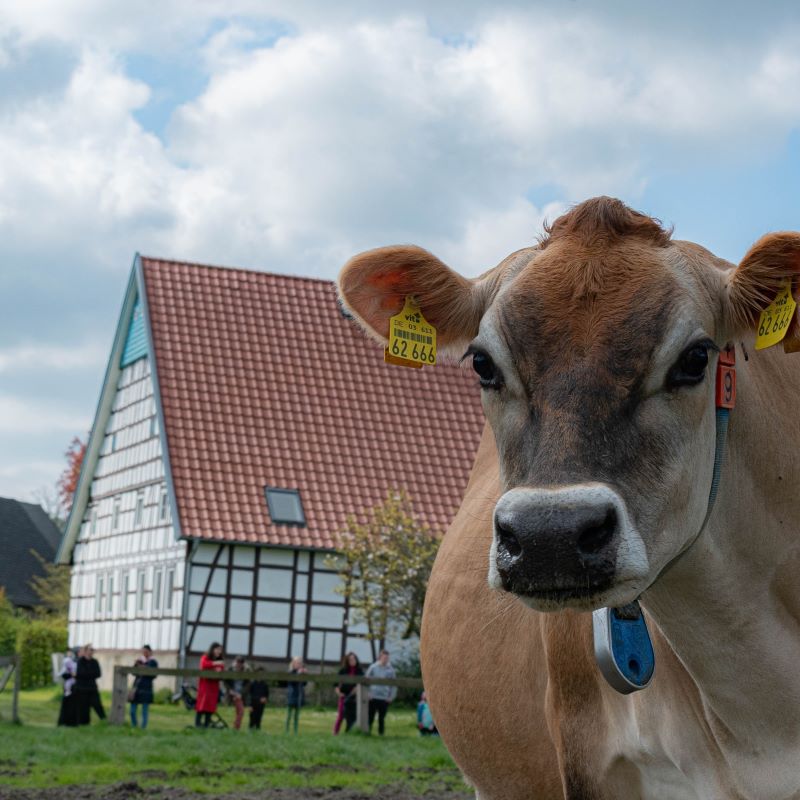 Braunes Rind mit Ohrmarken schaut nah in die Kamera, im Hintergrund steht ein Fachwerkbauernhaus mit Reet- oder Ziegeldach.