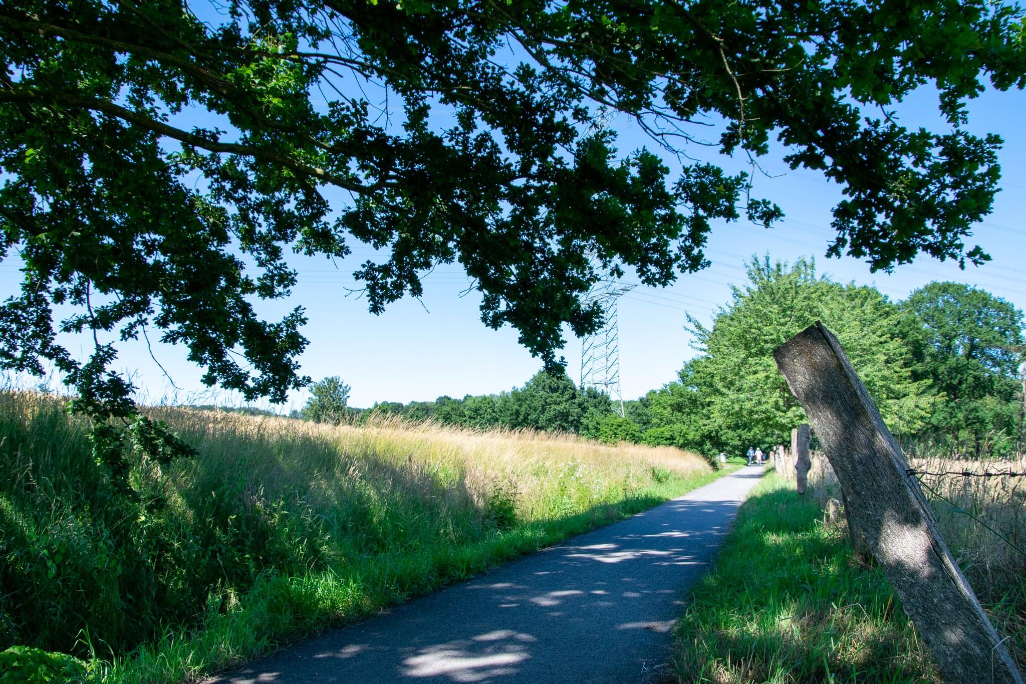 Asphaltierter Weg zwischen Wiese und Holzzaun bei Sonnenschein, überdacht von schattenspendenden Baumkronen.