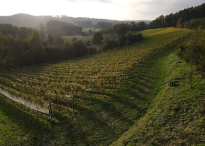 Hügeliger Weinberg im Herbstlicht mit langen Rebenreihen, umgeben von Wiesen und Wäldern unter einem leicht dunstigen Himmel.