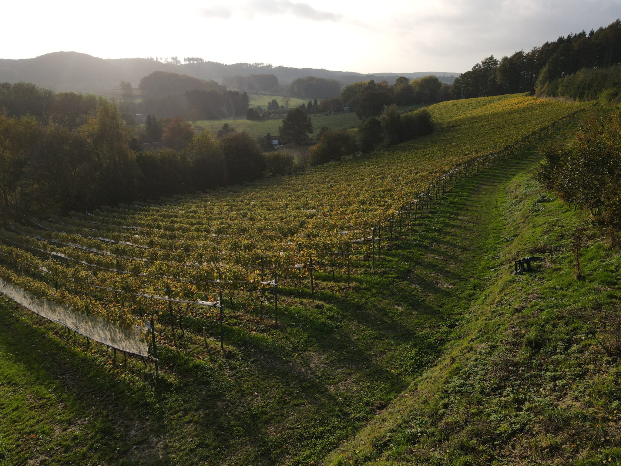 Hügeliger Weinberg im Herbstlicht mit langen Rebenreihen, umgeben von Wiesen und Wäldern unter einem leicht dunstigen Himmel.